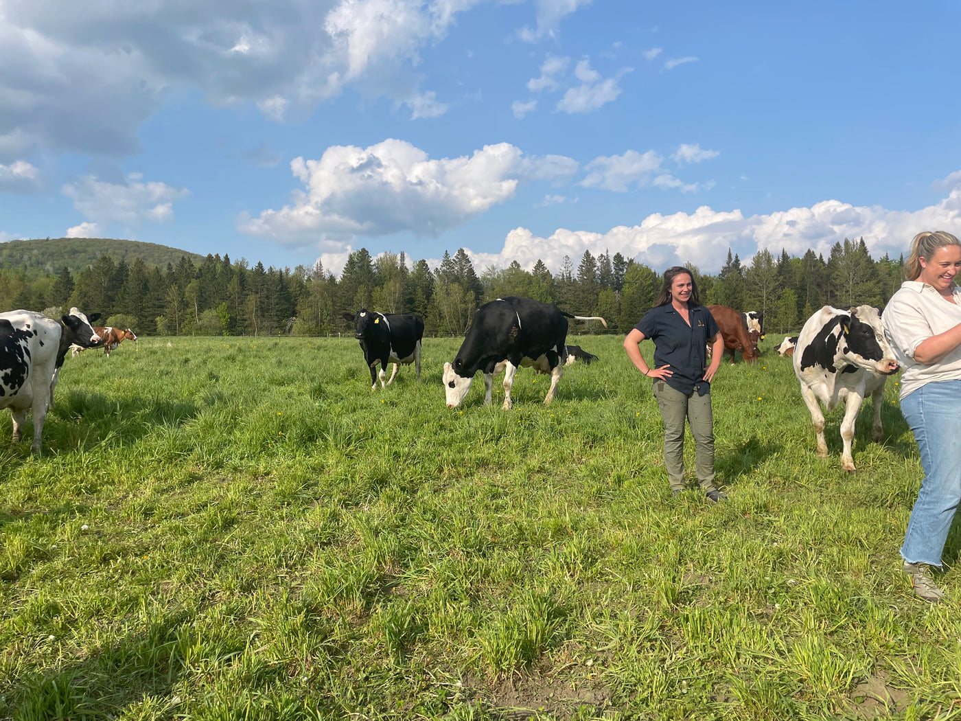 Cows grazing in a grassy field with people enjoying the view of a sunny day at a farm.